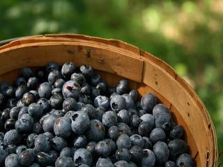 e liquids usa blueberry